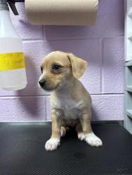 Shelter Stray Male Dog last seen Near DADE RD, EL PASO, TX, 79938, COUNTY of El Paso, TX, Fort Bliss, TX 79906