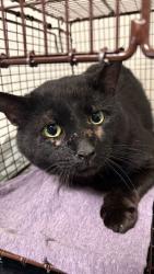 Shelter Stray Male Cat last seen Knoxville, TN 37931, Knoxville, TN 37919