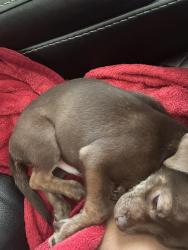 Reunited Male Dog last seen Autumn lake, Zebulon, NC 27597