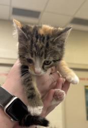 Shelter Stray Female Cat last seen Wayne Township, IN 46060, Fishers, IN 46038