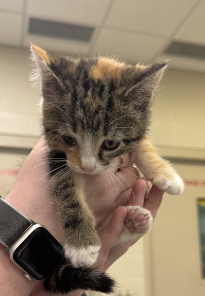 Shelter Stray Female Cat last seen Wayne Township, IN 46060, Fishers, IN 46038
