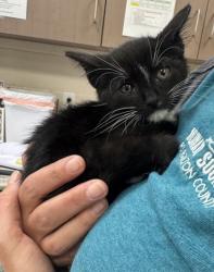 Shelter Stray Male Cat last seen Wayne Township, IN 46060, Fishers, IN 46038
