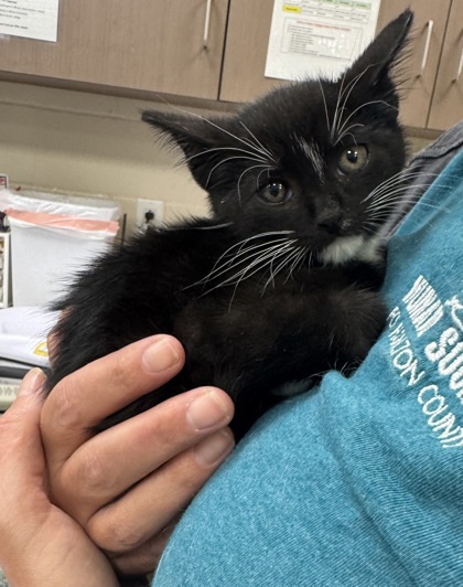 Shelter Stray Male Cat last seen Wayne Township, IN 46060, Fishers, IN 46038