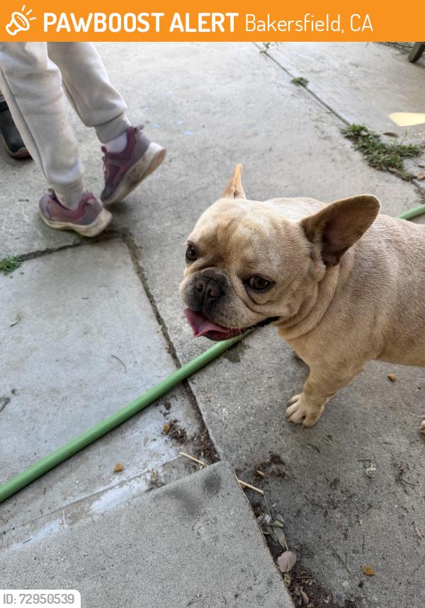 Found/Stray Male Dog last seen A street oleander, Bakersfield, CA 93304