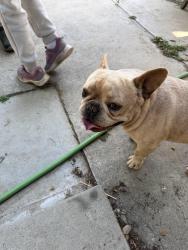Found/Stray Male Dog last seen A street oleander, Bakersfield, CA 93304