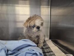 Shelter Stray Male Dog last seen Morningside Meadows, TX 78664, Georgetown, TX 78626