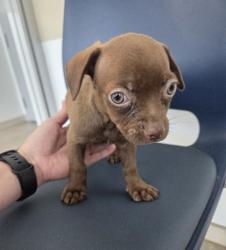 Shelter Stray Female Dog last seen Fort Worth, TX 76134, Fort Worth, TX 76119