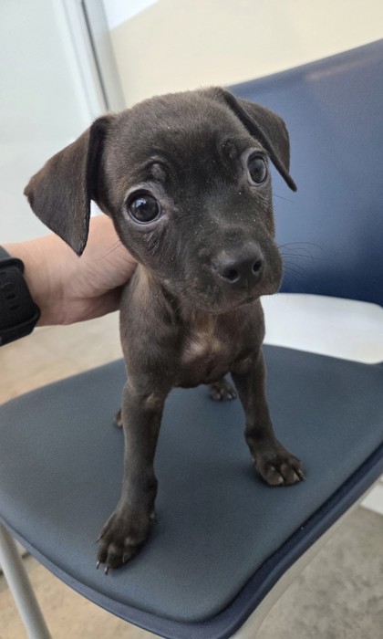 Shelter Stray Male Dog last seen Fort Worth, TX 76134, Fort Worth, TX 76119