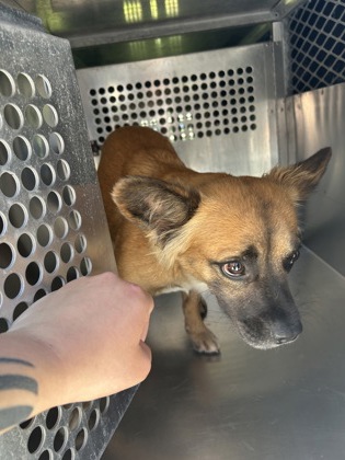 Shelter Stray Female Dog last seen West District, Chiayi City 600, Fort Worth, TX 76119