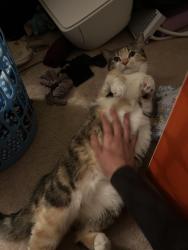 Reunited Female Cat last seen Near Stather Cres , Markham, ON L3S 2X2