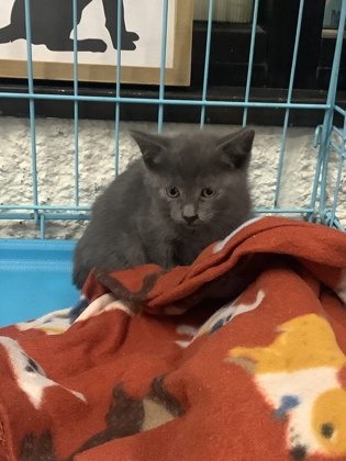 Shelter Stray Female Cat last seen Near FOREST HILL EVERMAN RD, South District, TX, Fort Worth, TX 76119