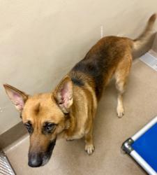 Shelter Stray Male Dog last seen Near Mercer Rd, Stone Mountain, GA 30083, 30083, GA, Atlanta, GA 30341
