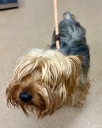 Shelter Stray Male Dog last seen Near Chatfield Dr, 30083, GA, Atlanta, GA 30341