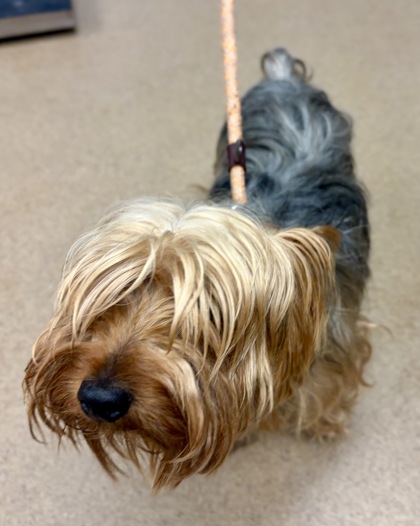Shelter Stray Male Dog last seen Near Chatfield Dr, 30083, GA, Atlanta, GA 30341