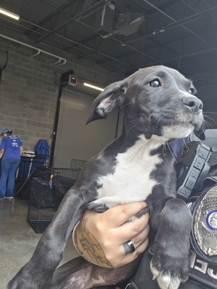Shelter Stray Female Dog last seen South Fulton, GA , Atlanta, GA 30336