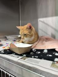 Shelter Stray Male Cat last seen Chattahoochee Hills, GA , Atlanta, GA 30336