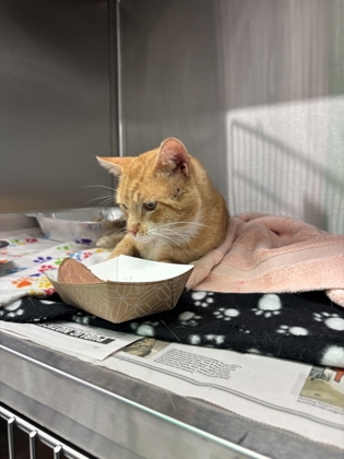 Shelter Stray Male Cat last seen Chattahoochee Hills, GA , Atlanta, GA 30336