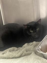 Shelter Stray Male Cat last seen Near Collier Rd Nw atlanta ga 30318, Atlanta, GA, Atlanta, GA 30336
