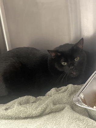 Shelter Stray Male Cat last seen Near Collier Rd Nw atlanta ga 30318, Atlanta, GA, Atlanta, GA 30336