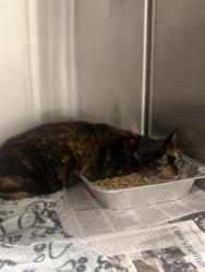 Shelter Stray Female Cat last seen Near Collier Rd Nw atlanta ga 30318, Atlanta, GA, Atlanta, GA 30336