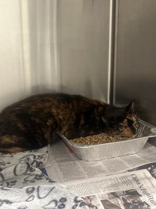 Shelter Stray Female Cat last seen Near Collier Rd Nw atlanta ga 30318, Atlanta, GA, Atlanta, GA 30336