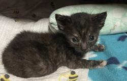 Shelter Stray Female Cat last seen Sacramento, CA 95822, Sacramento, CA 95828