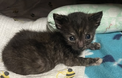 Shelter Stray Female Cat last seen Sacramento, CA 95822, Sacramento, CA 95828