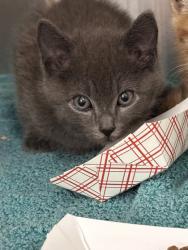 Shelter Stray Male Cat last seen Roseville, CA 95678, Roseville, CA 95678