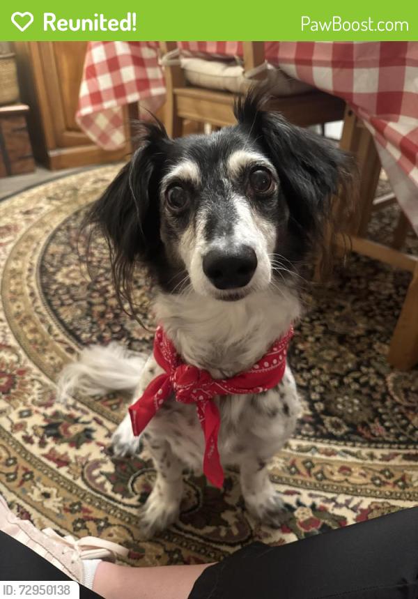 Reunited Male Dog last seen NE 44th and 136th Ave, Vancouver, WA 98682