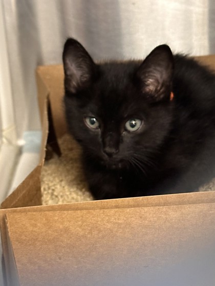 Shelter Stray Male Cat last seen Roseville, CA 95678, Roseville, CA 95678