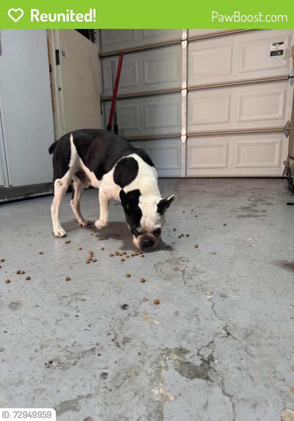 Reunited Male Dog last seen Centerline, Warren, MI 48089