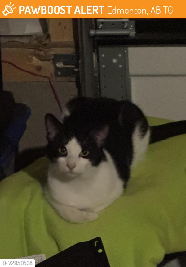 Found/Stray Unknown Cat last seen Kingsway superstore , Edmonton, AB T5G
