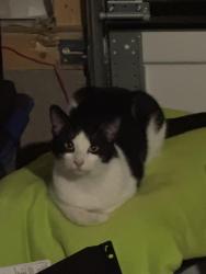 Found/Stray Unknown Cat last seen Kingsway superstore , Edmonton, AB T5G