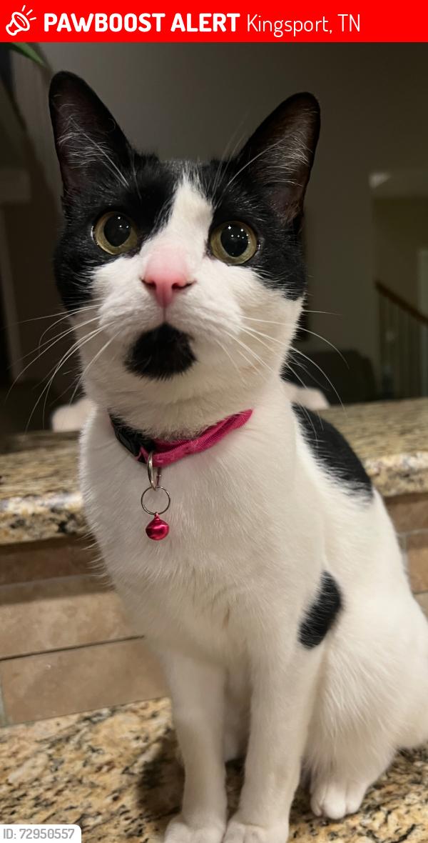 Lost Female Cat last seen Meadow lane , Kingsport, TN 37663