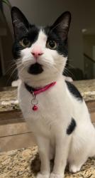 Lost Female Cat last seen Meadow lane , Kingsport, TN 37663