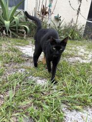 Found/Stray Unknown Cat last seen Paar st. Near crosstown in between turnpike and 95, Port St. Lucie, FL 34986