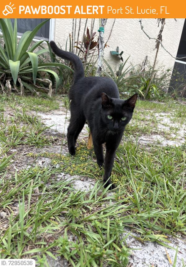 Found/Stray Unknown Cat last seen Paar st. Near crosstown in between turnpike and 95, Port St. Lucie, FL 34986