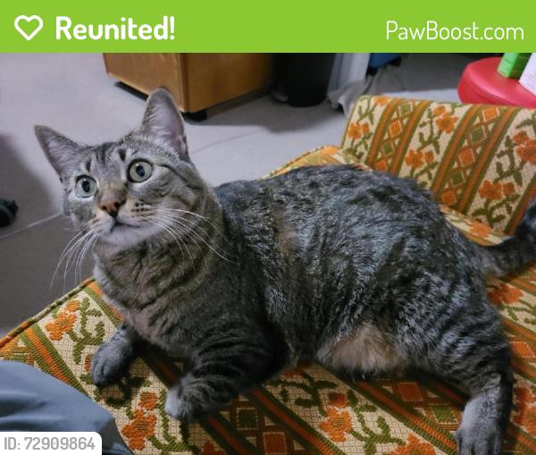 Reunited Female Cat last seen Hayden and Chaparral, Scottsdale, AZ 85251