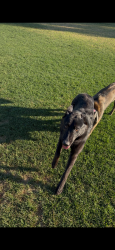Reunited Male Dog last seen Jarana Rd, Cathedral City, CA 92234, USA, Cathedral City, CA 92234