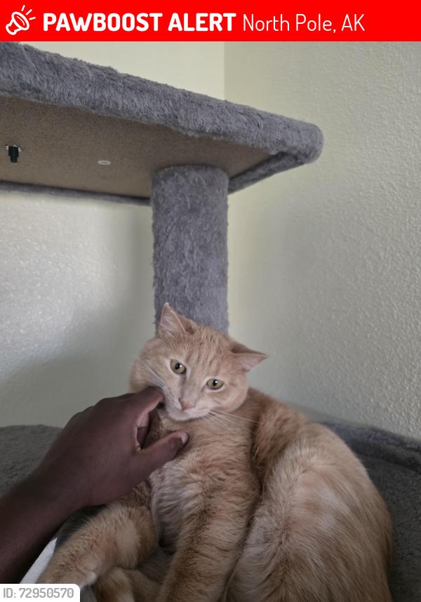Lost Male Cat last seen Beaver lake apmts , North Pole, AK 99705