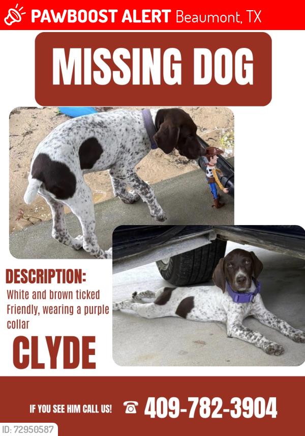 Lost Male Dog last seen Broussard and tram , Beaumont, TX 77713