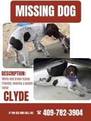 Lost Male Dog last seen Broussard and tram , Beaumont, TX 77713