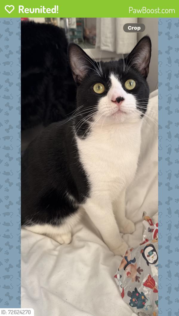 Reunited Male Cat last seen coed-y-gores llanedeyrn , Llanedern, Cymru CF23 9NE