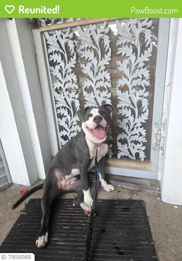 Reunited Female Dog last seen Minnehaha and clarence, Saint Paul, MN 55106