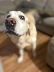 Reunited Female Dog last seen Neighborhood behind Barnes & nobles, Las Vegas, NV 89117