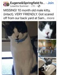 Lost Male Cat last seen 53rd and daisy, Springfield, OR 97478