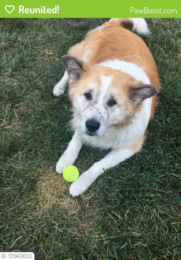 Reunited Male Dog last seen Archiblad & Hidden Farm , Rancho Cucamonga, CA 91737