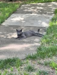 Found/Stray Female Cat last seen apmt complex playground, Cascades, VA 20165