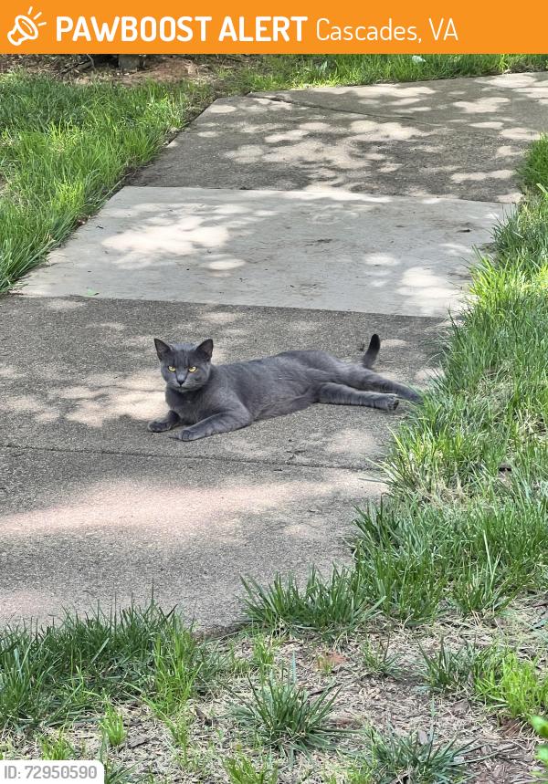 Found/Stray Female Cat last seen apmt complex playground, Cascades, VA 20165