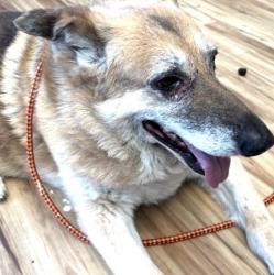 Found/Stray Female Dog last seen Near Shadyglen, Richardson, TX 75081